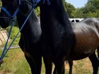 Hingst, Friesian — foto 5