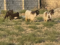 Koza, Kozy — foto 1