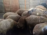Biri-biri (lot, jantina tidak dinyatakan), Sheep — foto 2