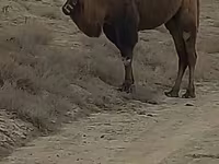 شتر ماده, Kazakh Bactrian camel — عکس 2