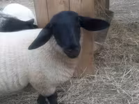 Widder, White Suffolk sheep — Foto 6
