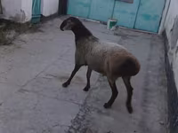 Ram, Sheep — photo 2