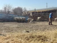 Vædder, Merino sheep — foto 5