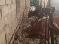 Krava, Simmental cattle — foto 5