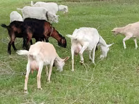 Κατσίκα, Saanen goat — φωτογραφία 1