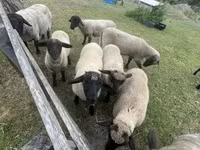 Montone, White Suffolk sheep — foto 3