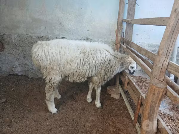 Domba betina, Sheep