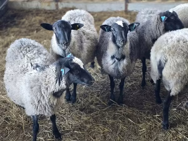 Kos, Romanov sheep