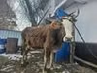 Kuh, Rinder — Foto 4