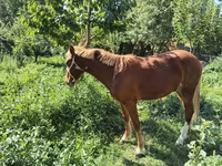 Aygır, Atlar — foto 3