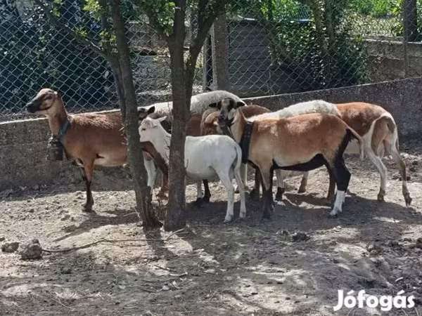 मेढ़ा, Cameroon sheep