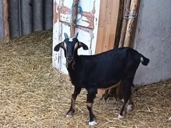 Козел, Alpine goat
