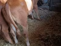 Mucca, Mucca limousine — foto 4