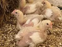 Chickens — ፎቶ 1