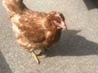 Chickens — zdjęcie 1