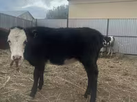Kuh, Russian Black pied cattle — Foto 7