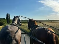 母马, Dutch warmblood horse — 照片 1