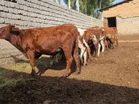 Cow, Swiss cattle — photo 5