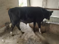 Bydło (partia, płeć nieokreślona), Russian Black pied cattle — zdjęcie 4