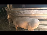 Κριός, Arashan sheep — φωτογραφία 3