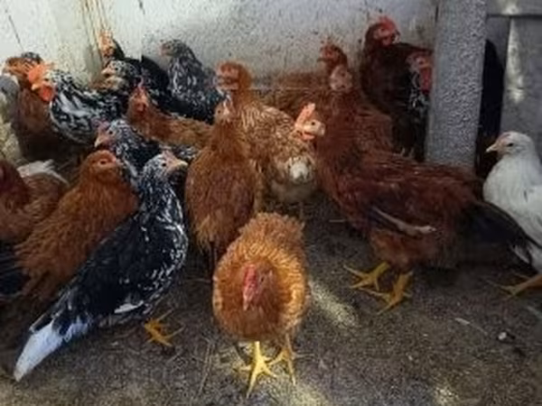 Chickens