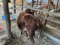 گاو ماده, گاو — عکس 4