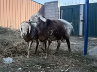 مینڈھا, Rhon sheep — تصویر 8