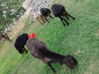 Montone, Rhon sheep — foto 2
