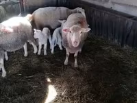 Biri-biri betina, Sheep — foto 5