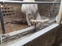 گاو ماده, Swiss cattle — عکس 4