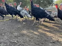 Turkeys — foto 6