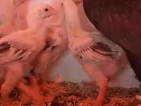 Chickens — புகைப்படம் 4