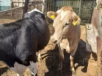 Ko, Holstein-race — foto 2