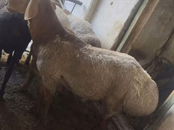 Bagge, Rhon sheep