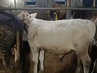 Býk, Swiss cattle — foto 1