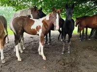 Mare, Horses — photo 1