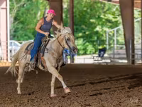 اسب نر, Quarter Horse — عکس 6