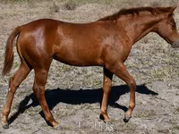 مادیان, Quarter Horse — عکس 7