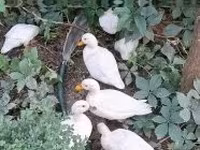 Ducks — լուսանկար 2