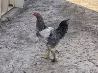 Brahma — foto 4