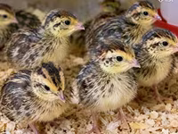 Quails — تصویر 3