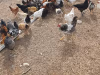 Chickens — zdjęcie 5
