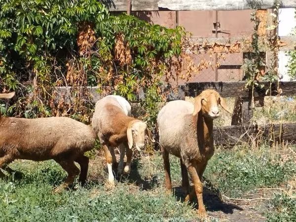 Vædder, Rhon sheep — Kirgisistan