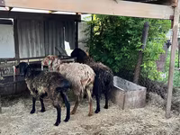 Schaf, Schafe — Foto 1