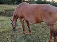 Kuda betina, Horses — foto 4