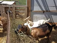 Kambing betina, Nubian Goat — foto 1