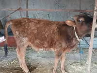 گاو ماده, گاو — عکس 4
