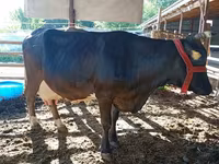 Үнээ, Swiss cattle — 4 зураг