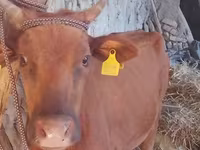 Cow, Cattle — photo 1