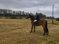 Kuda betina, Horses — foto 2